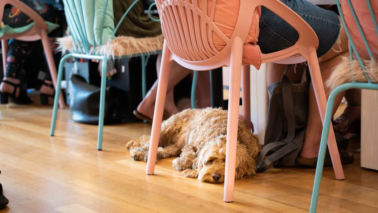 A golden doodle asleep on the timber floor under a pink salon chair — the dog-friendly salon at its most candid
